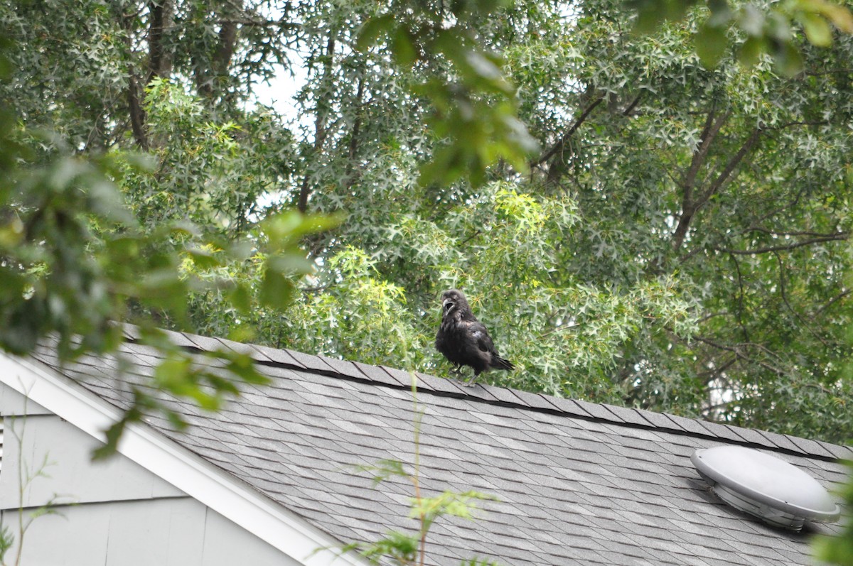 Common Raven - ML638833813