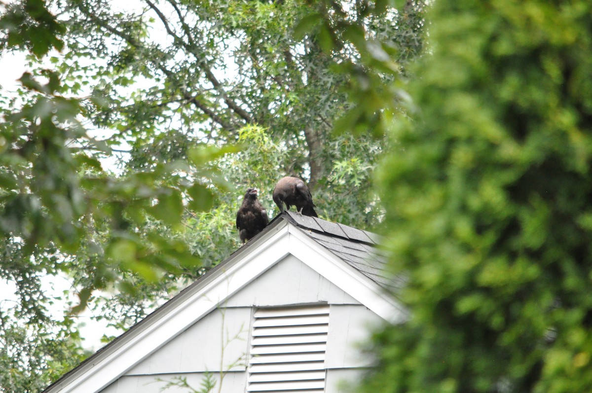 Common Raven - ML638833814