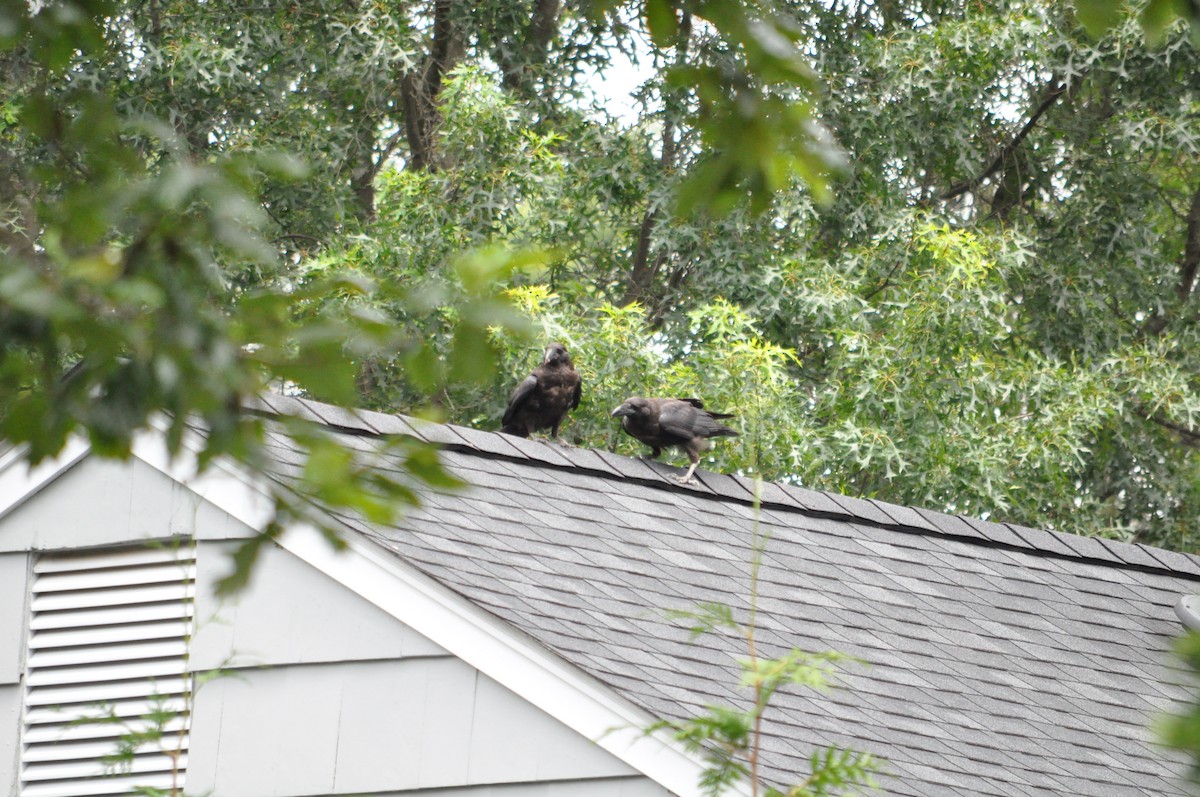 Common Raven - ML638833815