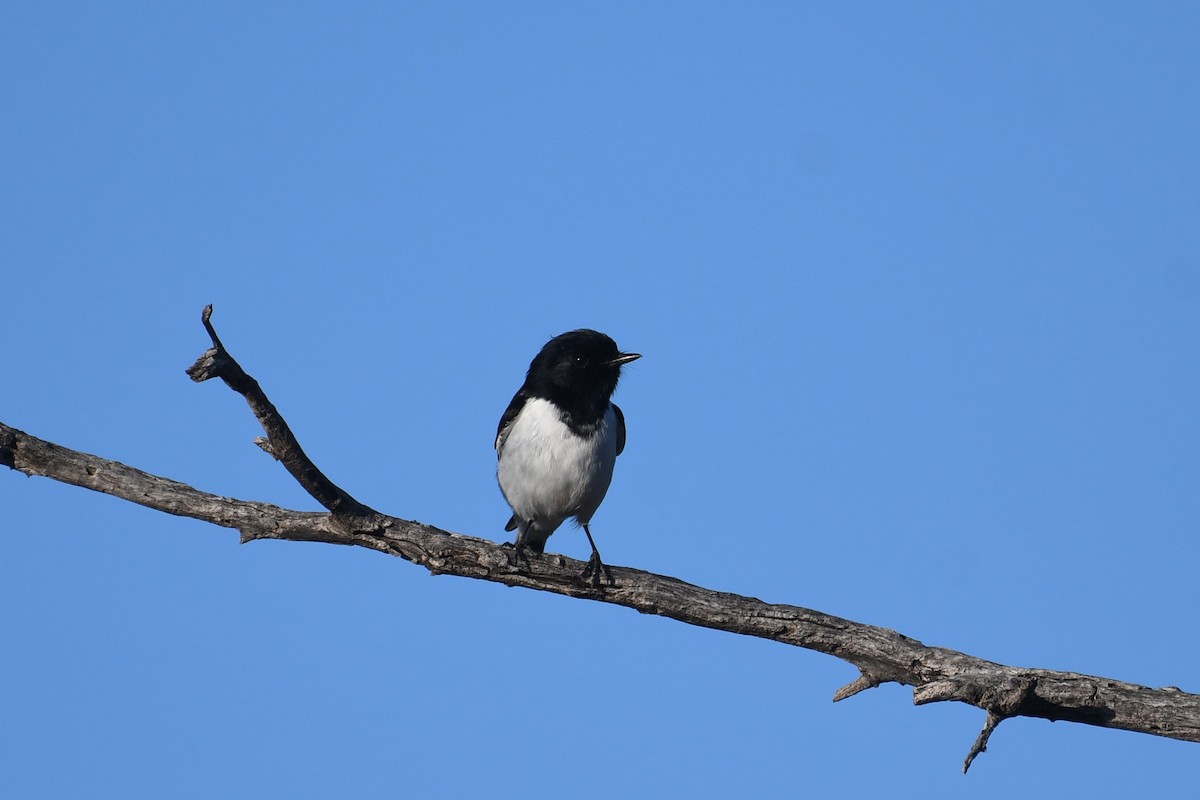 Hooded Robin - ML638833868