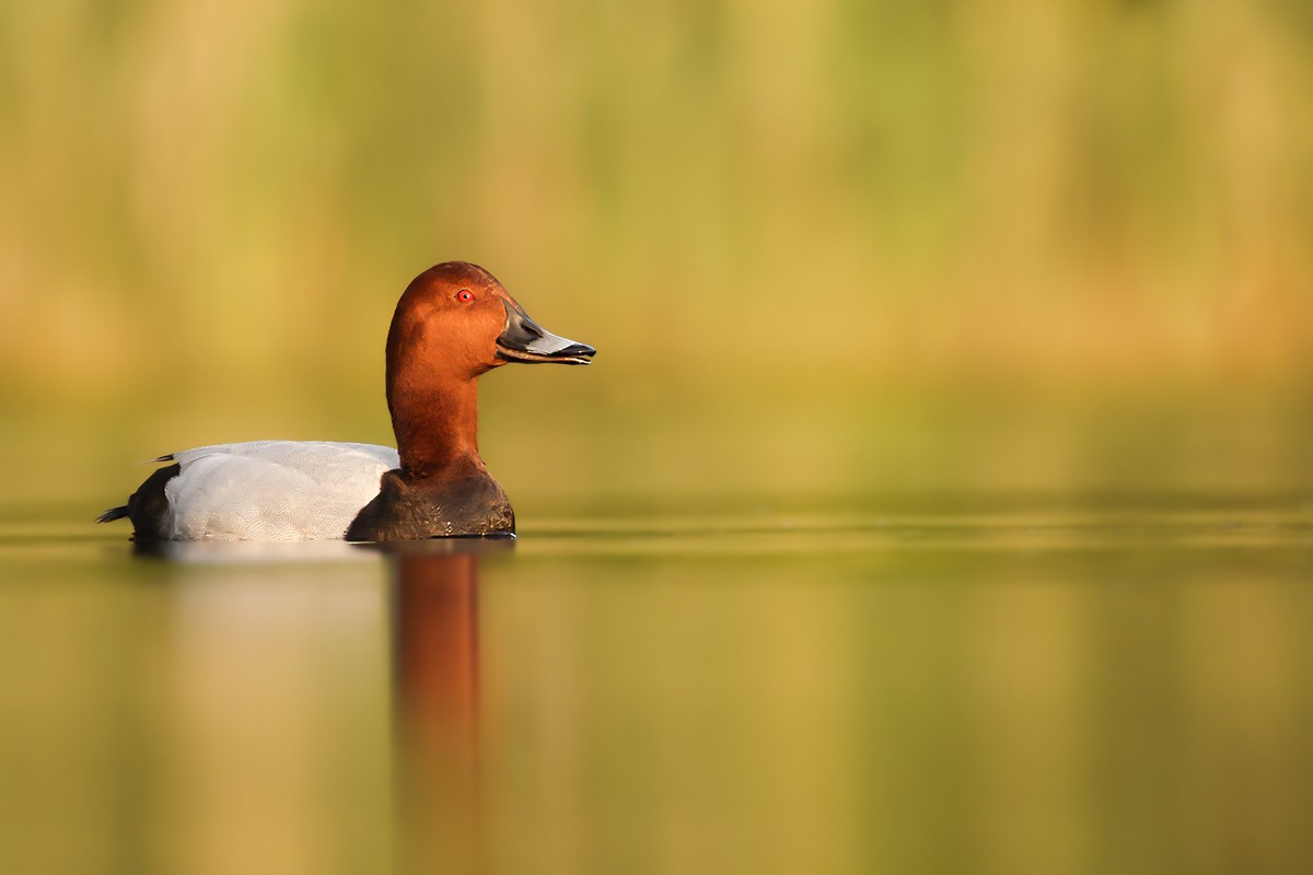 polák velký - ML638833899