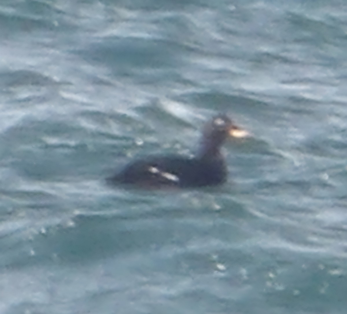 Kadife Ördek - ML638833910