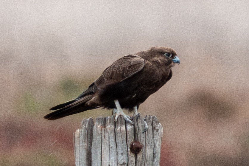 Black Falcon - ML638833967