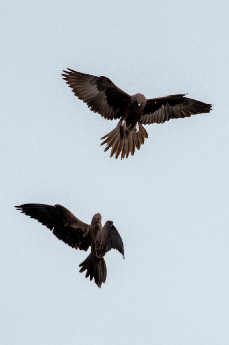 Black Falcon - ML638833968