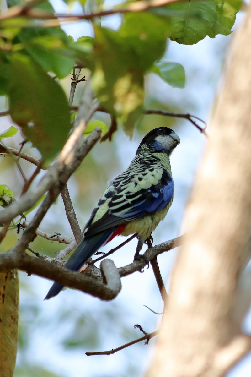 Northern Rosella - ML638833980