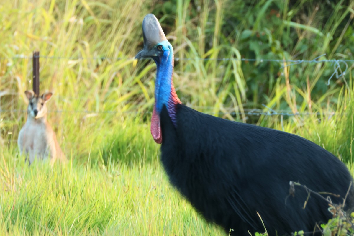 Southern Cassowary - ML638834004