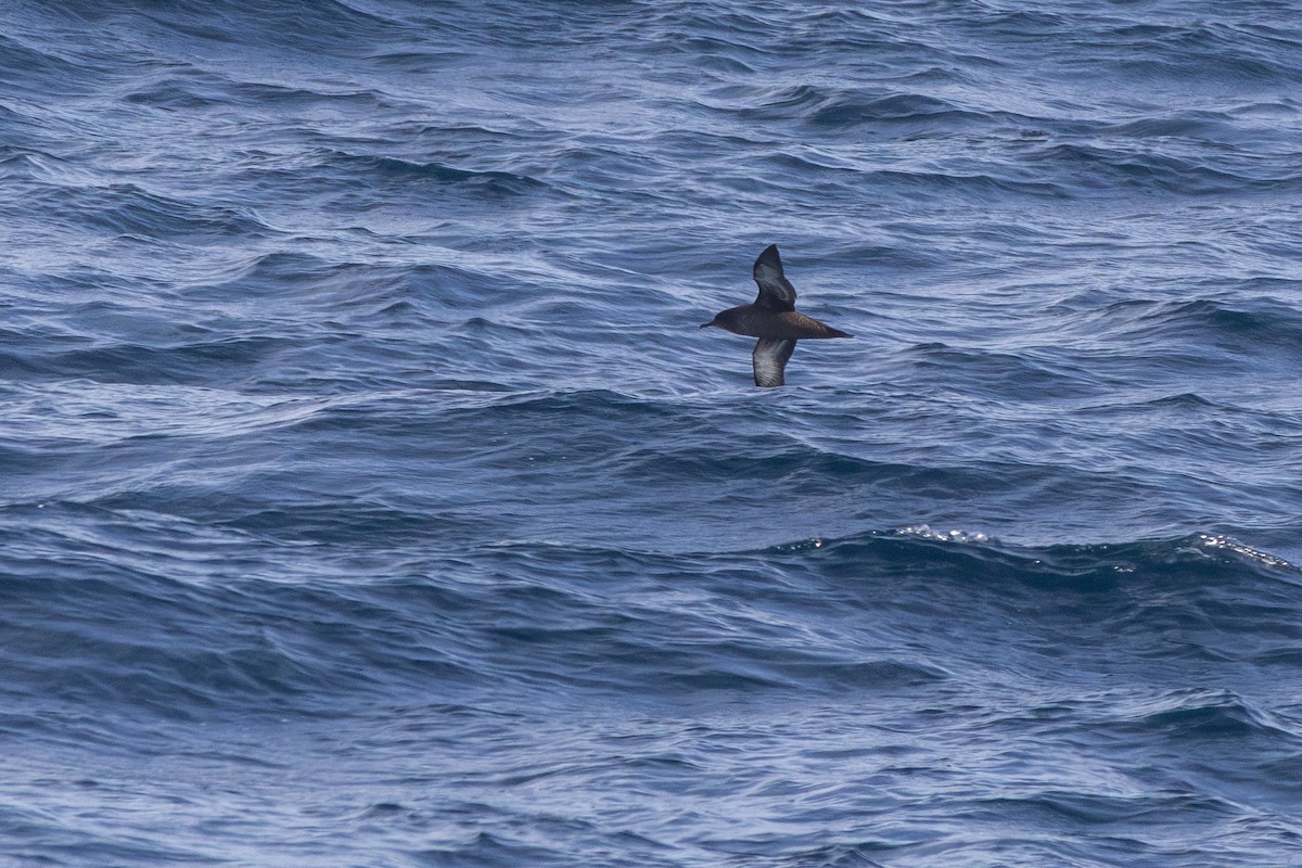 Sooty Shearwater - ML638834058
