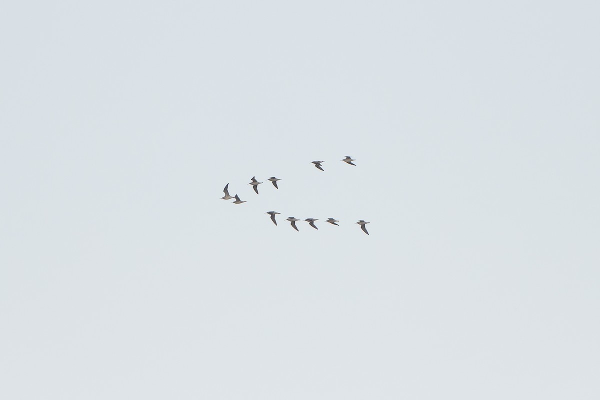 Little Curlew - ML638834074