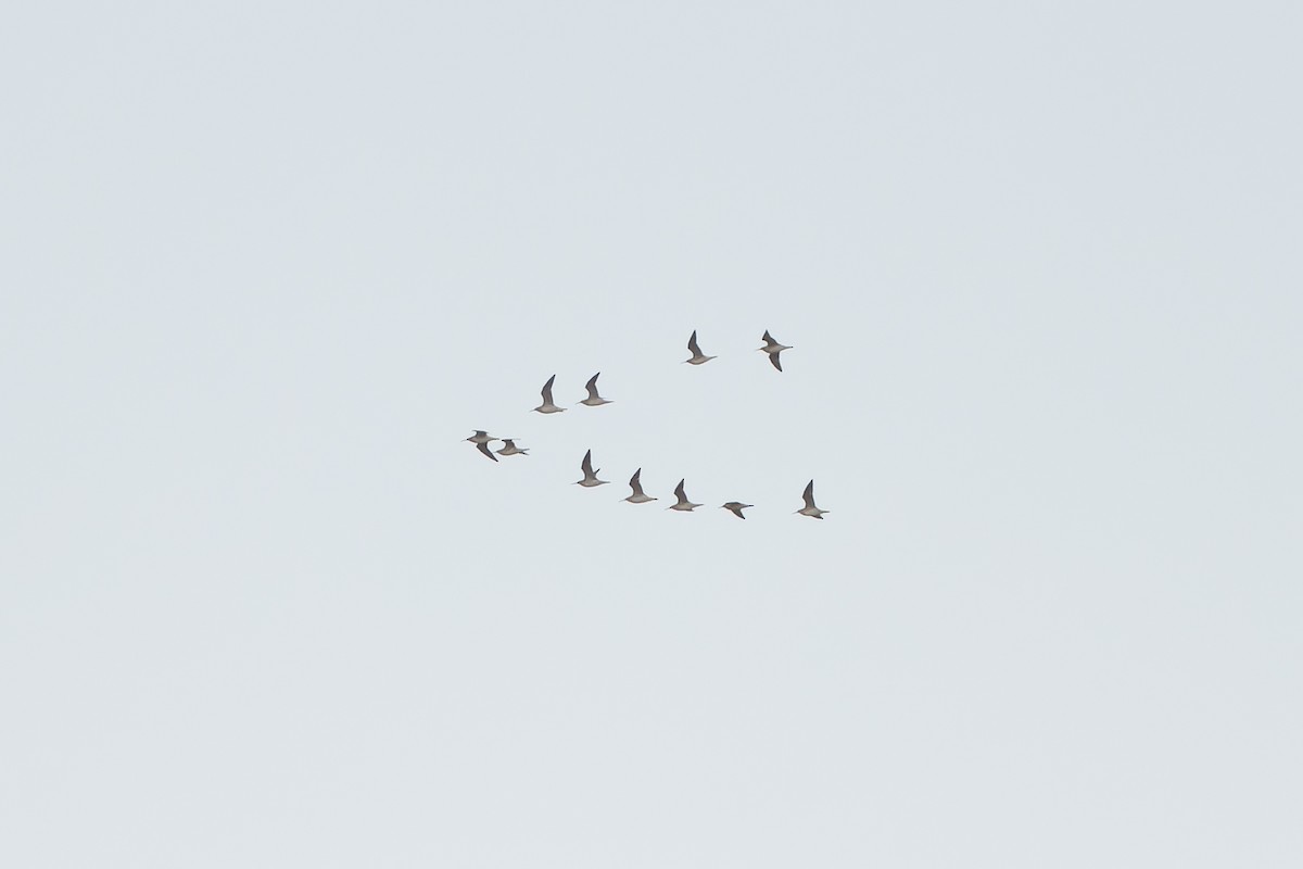 Little Curlew - ML638834075