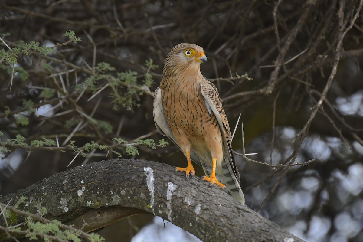 Greater Kestrel - ML638834112