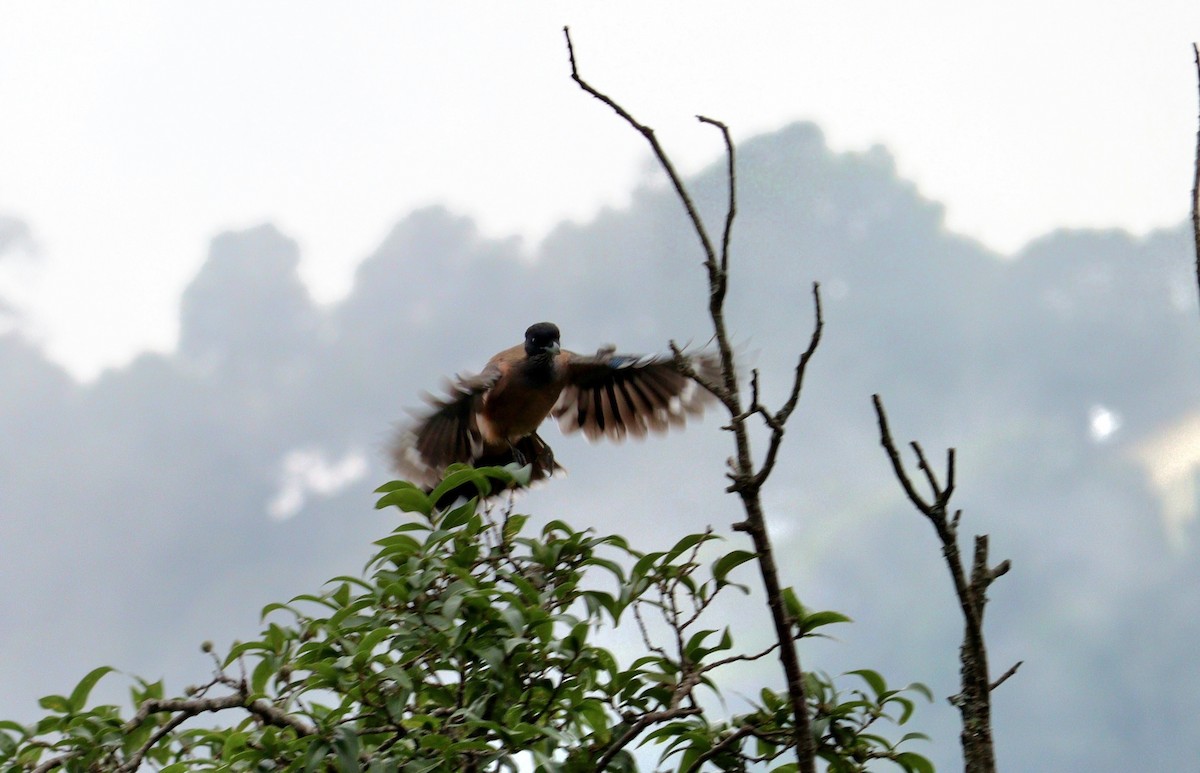 Black-headed Jay - ML638834125