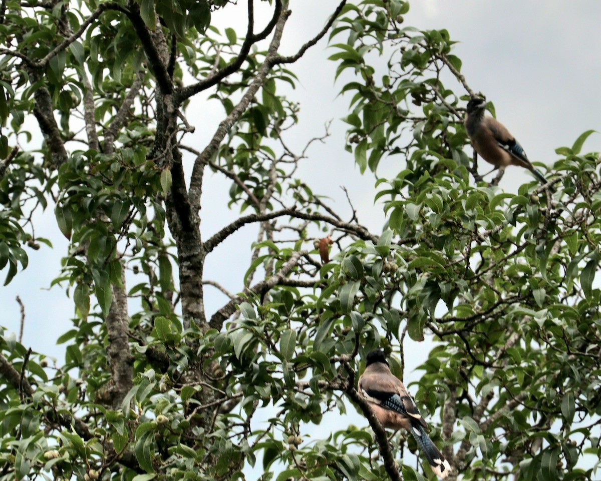 Black-headed Jay - ML638834126