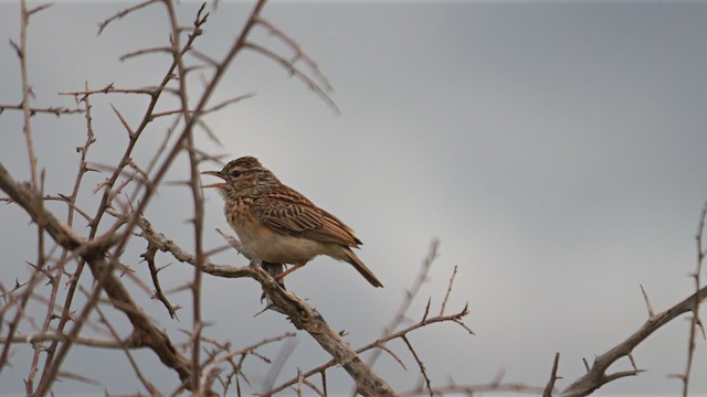 Sabota Lark (Sabota) - ML638834135