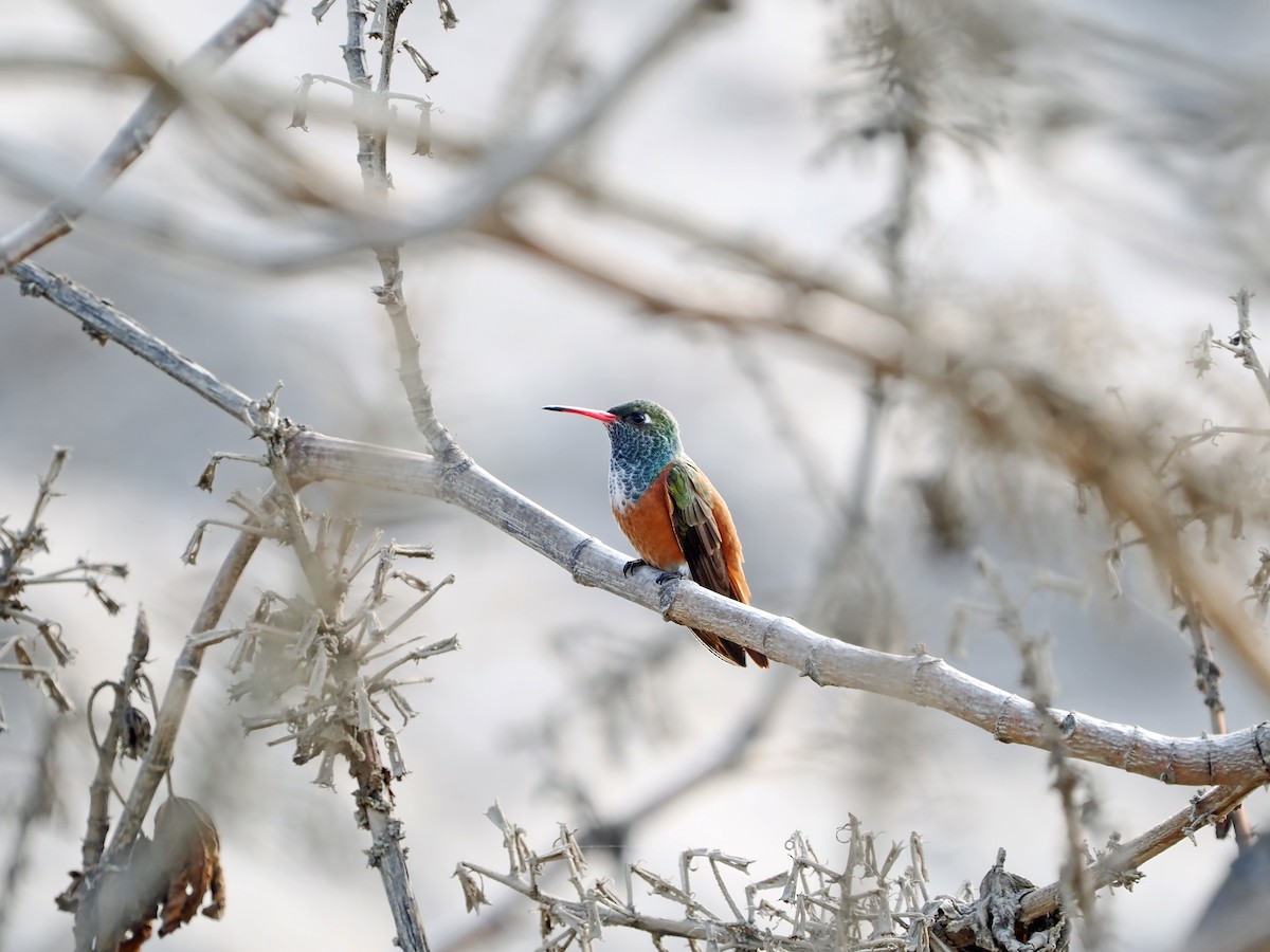 Amazilia Hummingbird - ML638834146