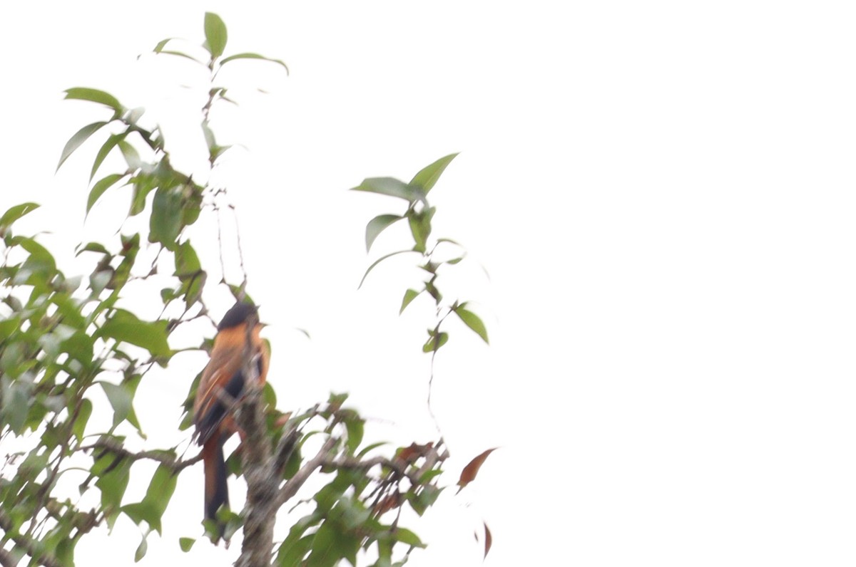 Rufous Sibia - ML638834148
