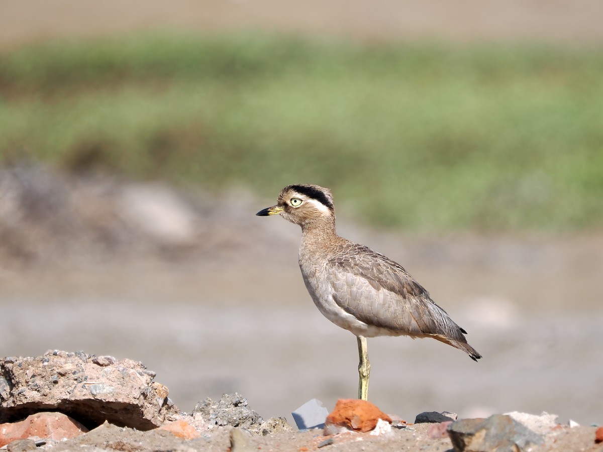 Peruvian Thick-knee - ML638834162