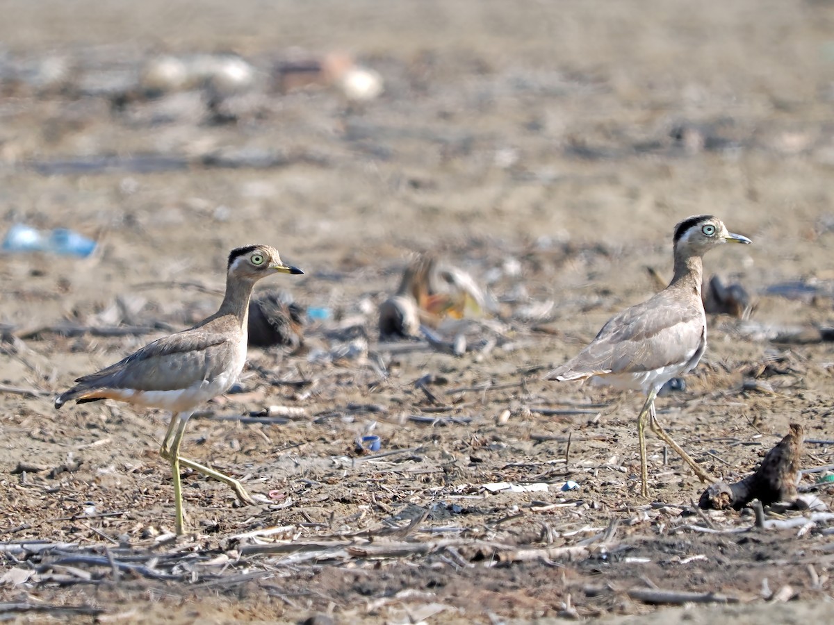 Peruvian Thick-knee - ML638834163