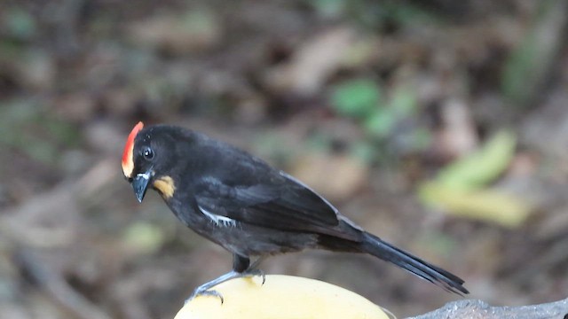 Flame-crested Tanager (Flame-crested) - ML638834165