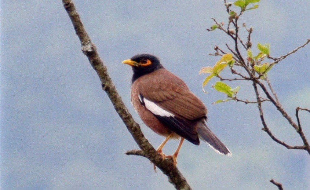 Common Myna - ML638834166