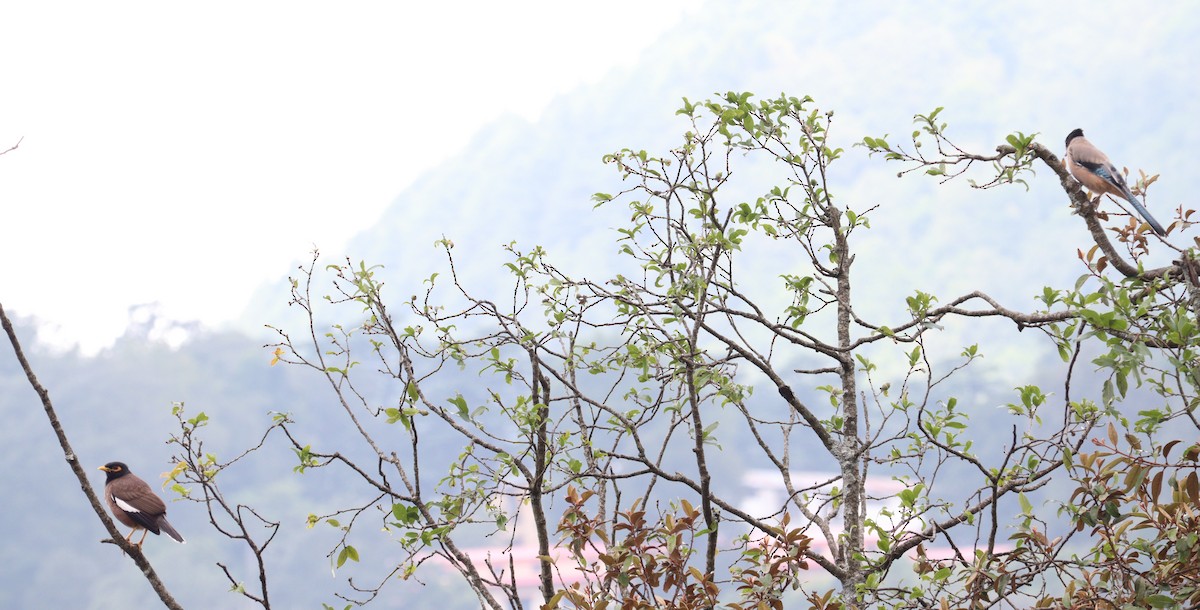 Common Myna - ML638834167
