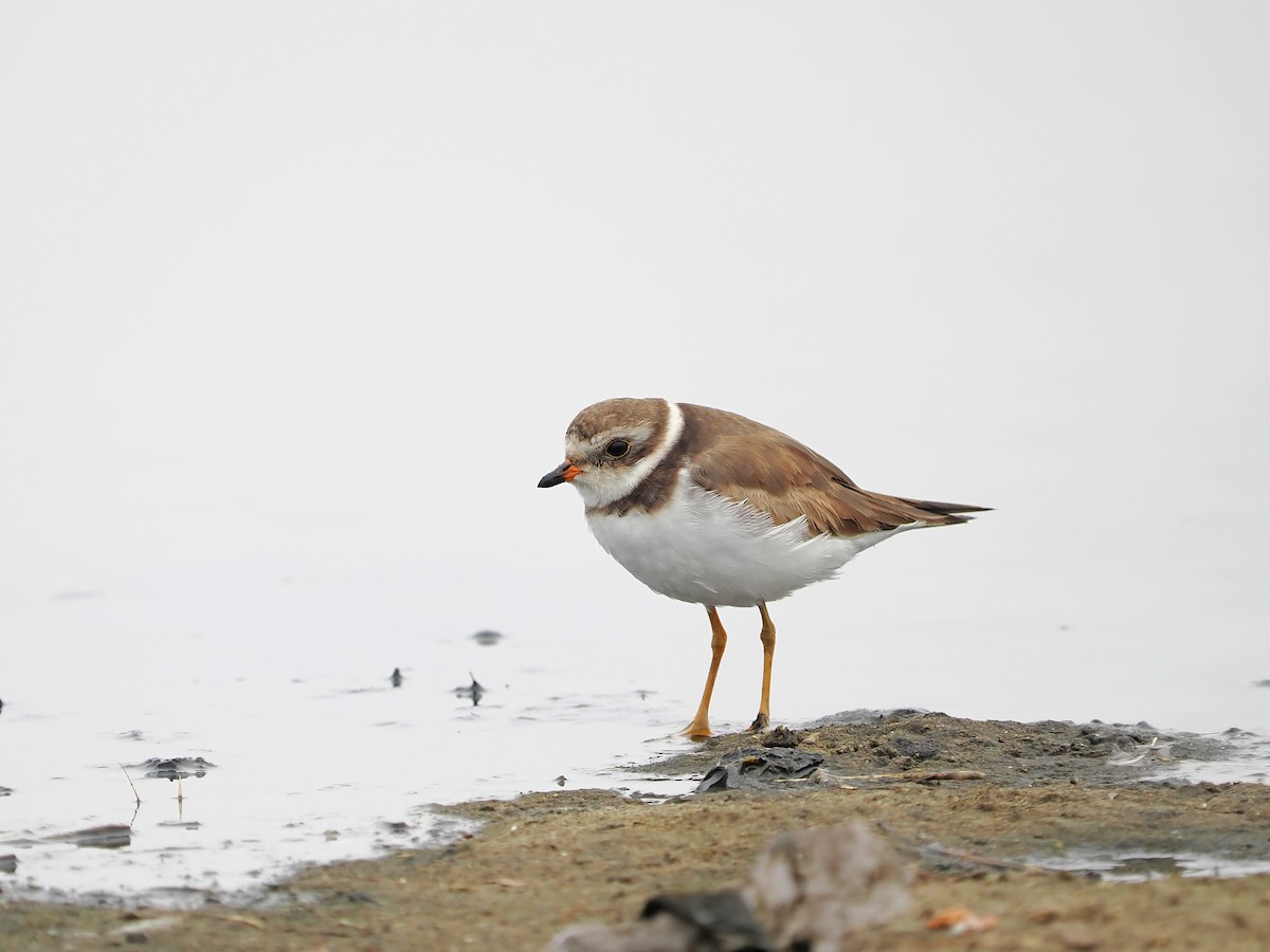 Semipalmated Plover - ML638834173