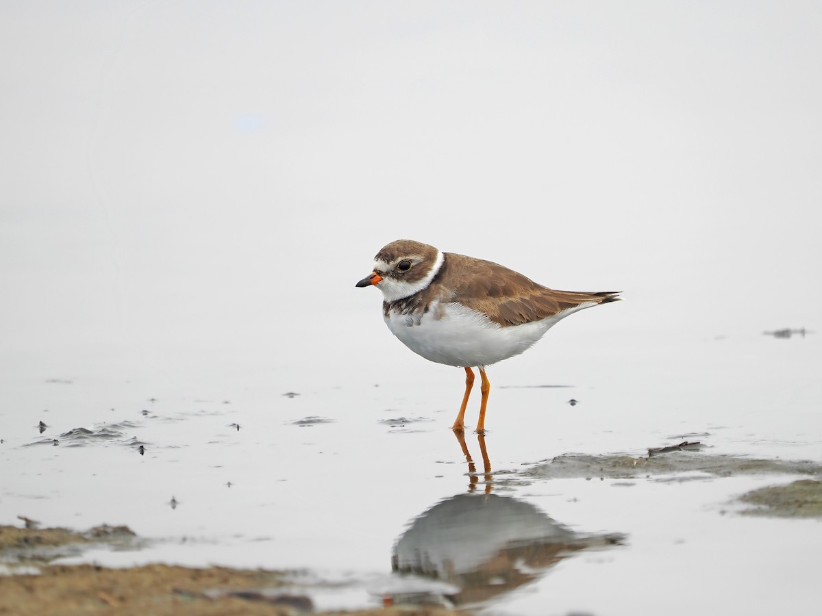 Semipalmated Plover - ML638834174