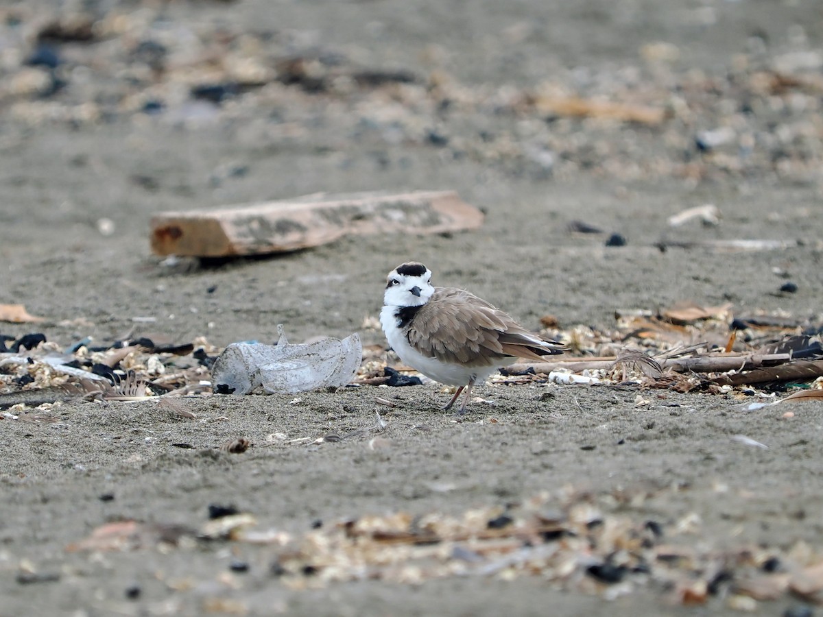 Snowy Plover - ML638834181