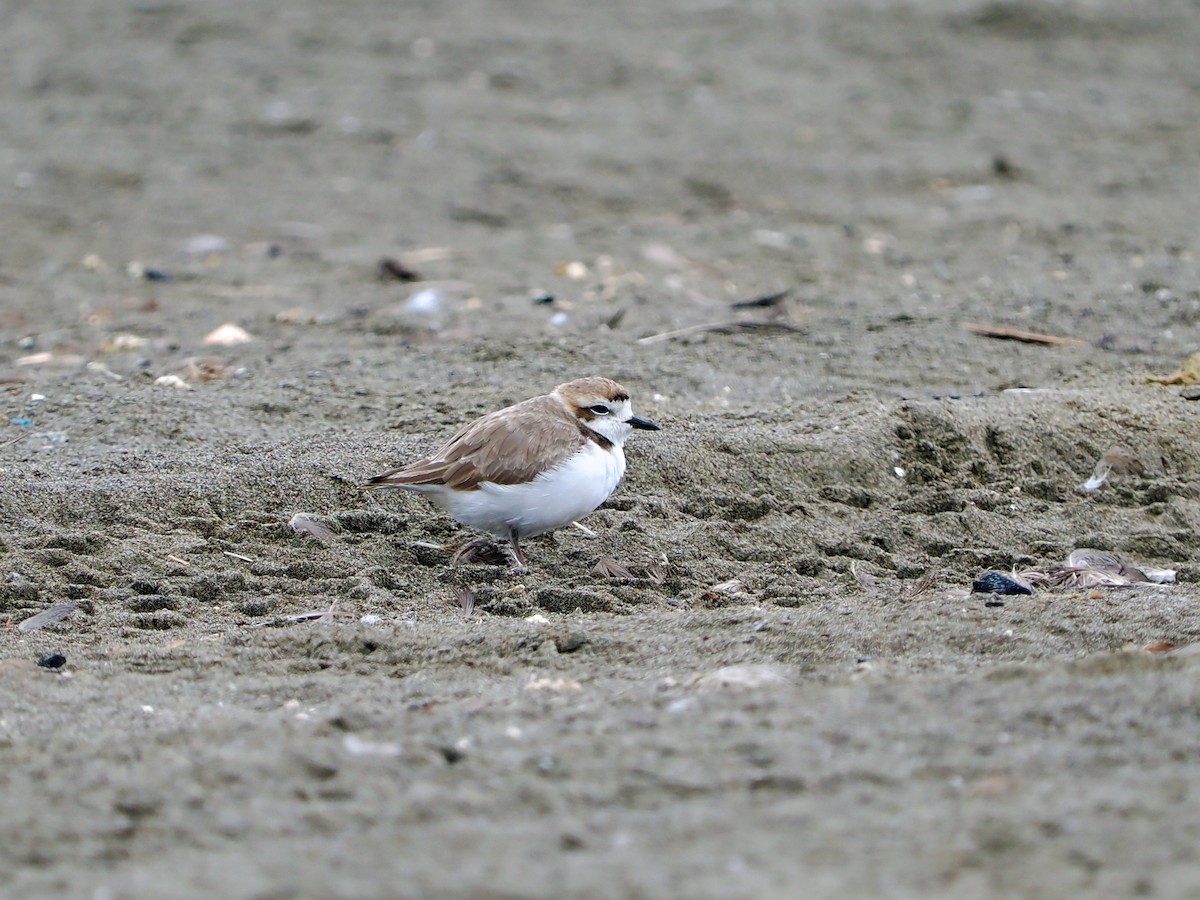 Snowy Plover - ML638834182