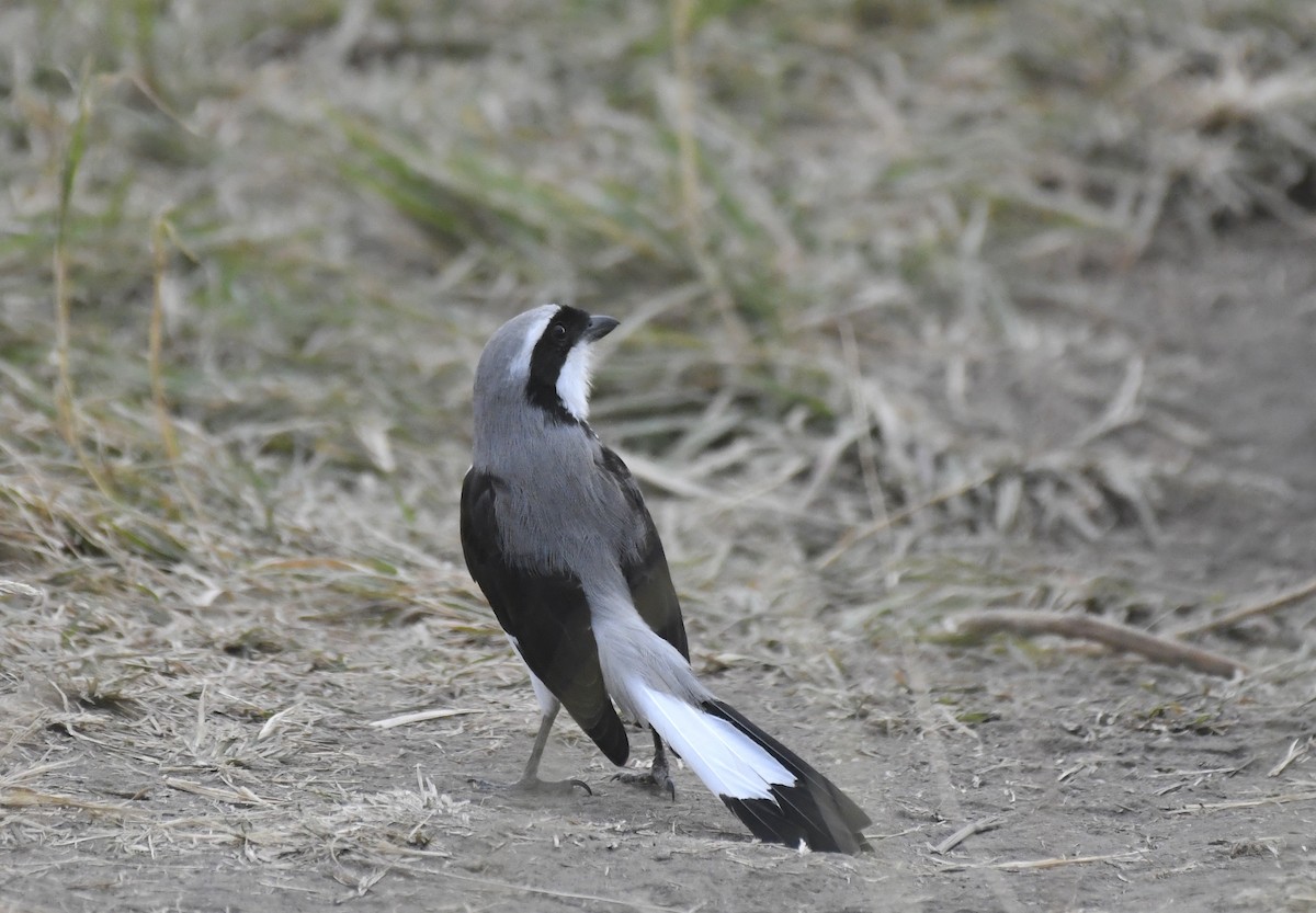Gray-backed Fiscal - ML638834188