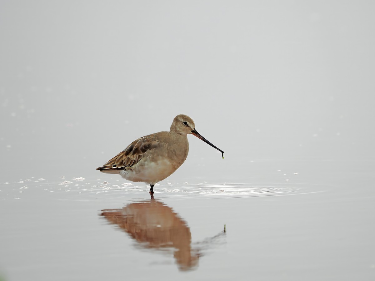 Hudsonian Godwit - ML638834195