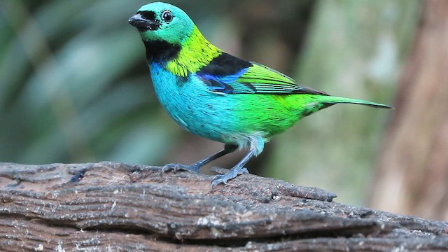 Green-headed Tanager - ML638834202