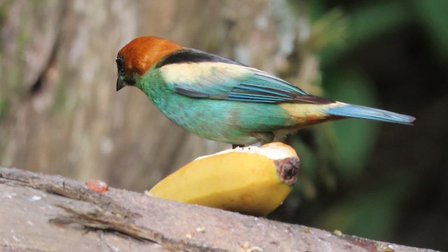 Black-backed Tanager - ML638834212