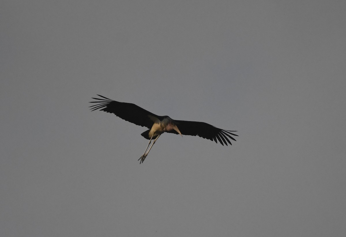 Marabou Stork - ML638834221