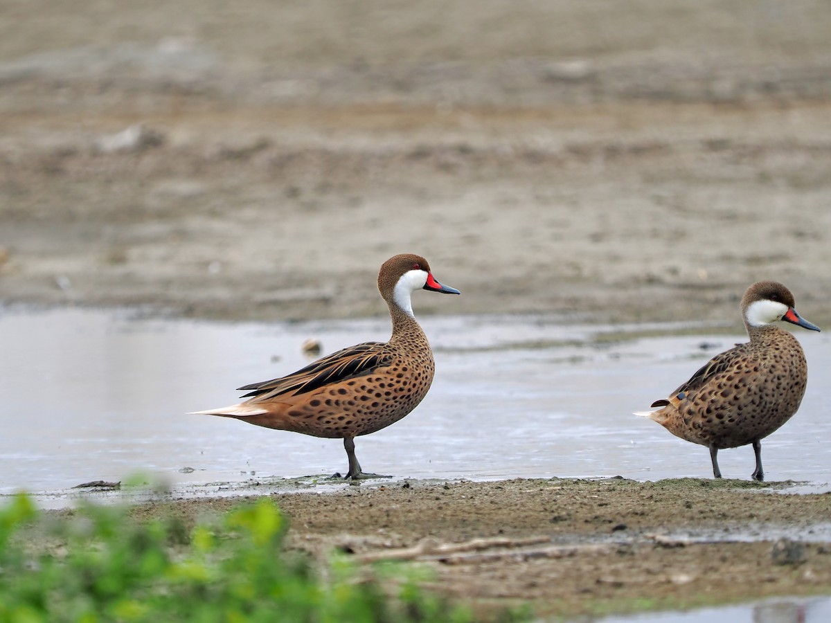 White-cheeked Pintail - ML638834223