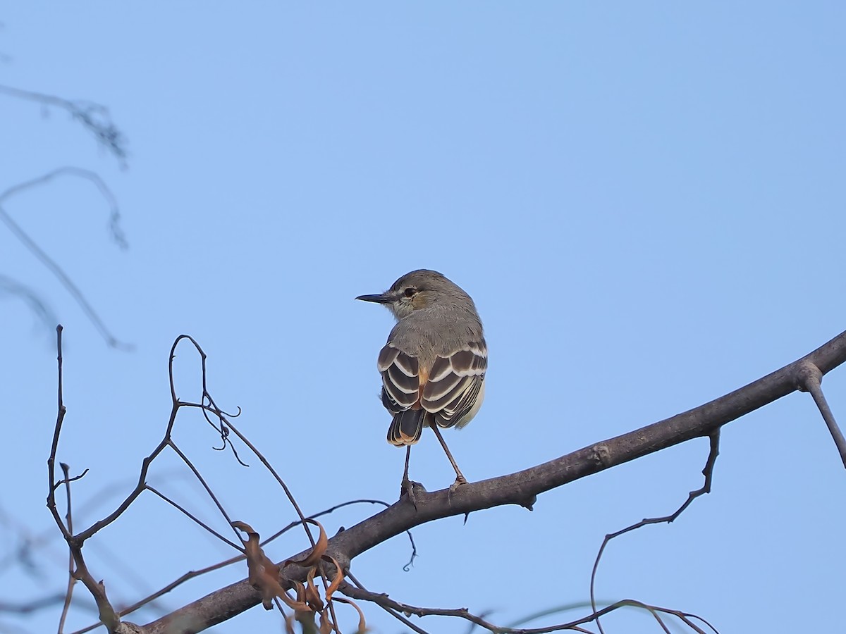 Short-tailed Field Tyrant - ML638834239
