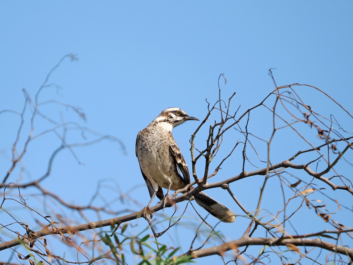 Long-tailed Mockingbird - ML638834244