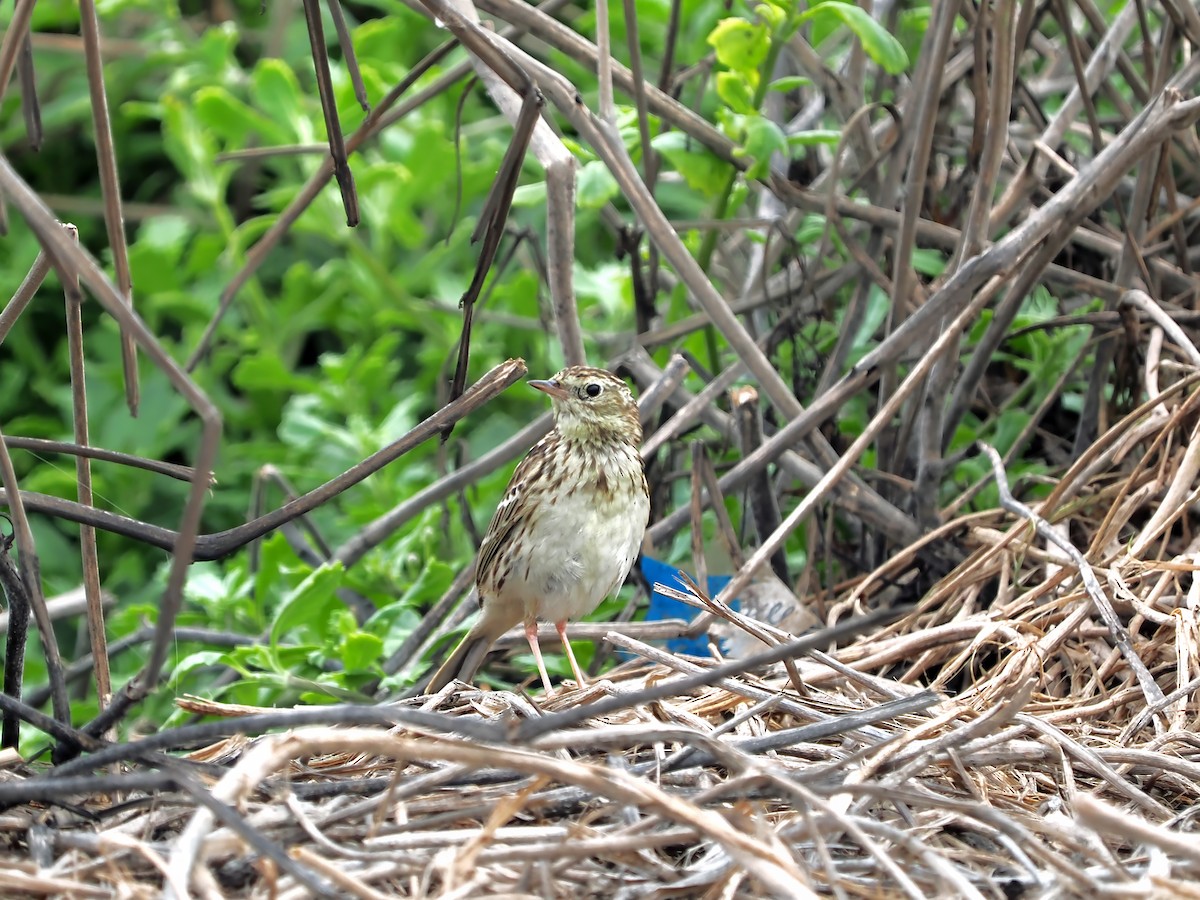 Peruvian Pipit - ML638834249