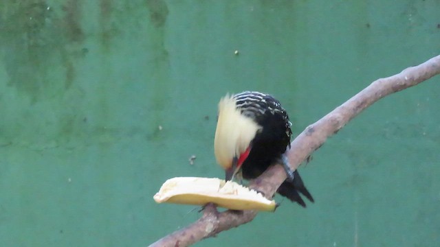 Blond-crested Woodpecker - ML638834260
