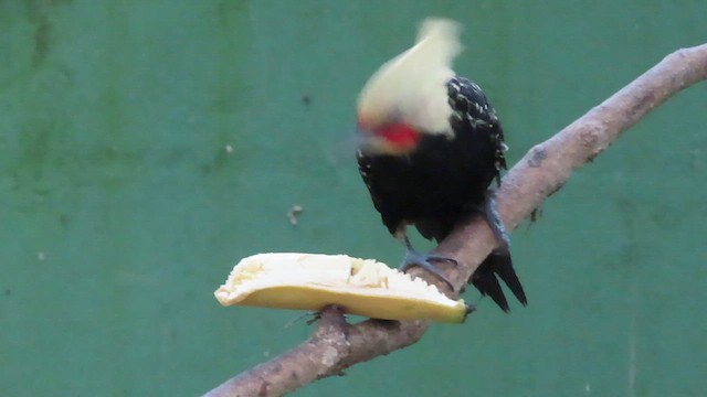 Blond-crested Woodpecker - ML638834262
