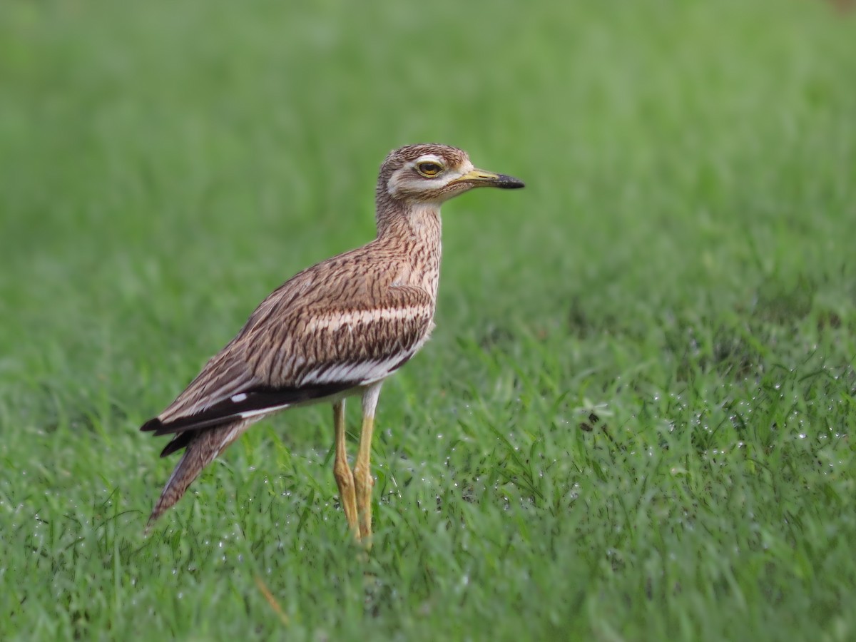 Indian Thick-knee - ML638834263