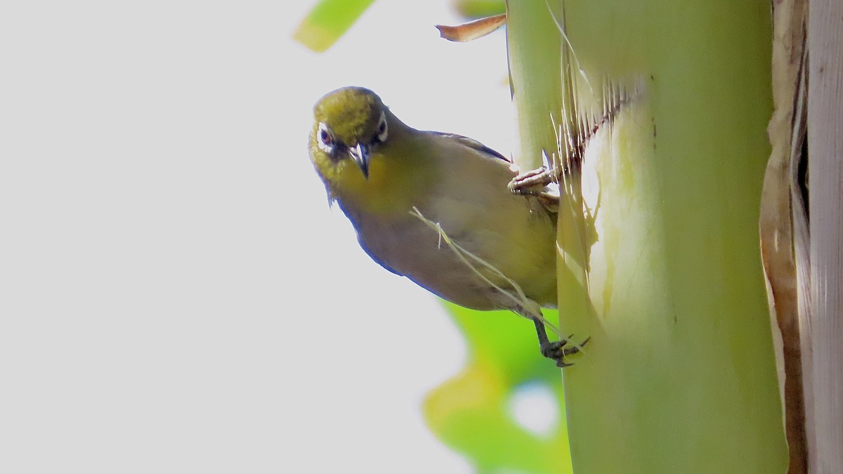 Warbling White-eye - ML638834268