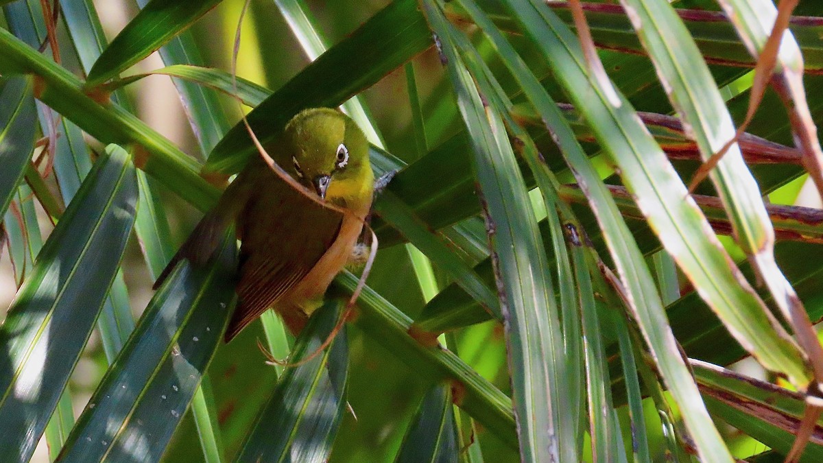 Warbling White-eye - ML638834269