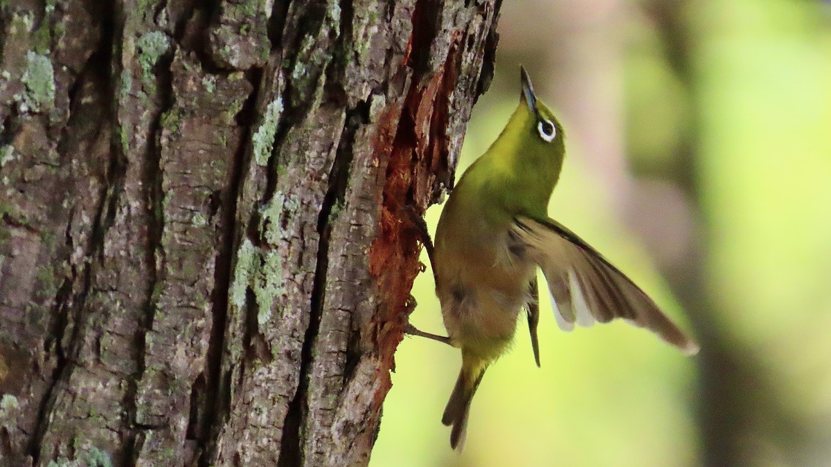 Warbling White-eye - ML638834270