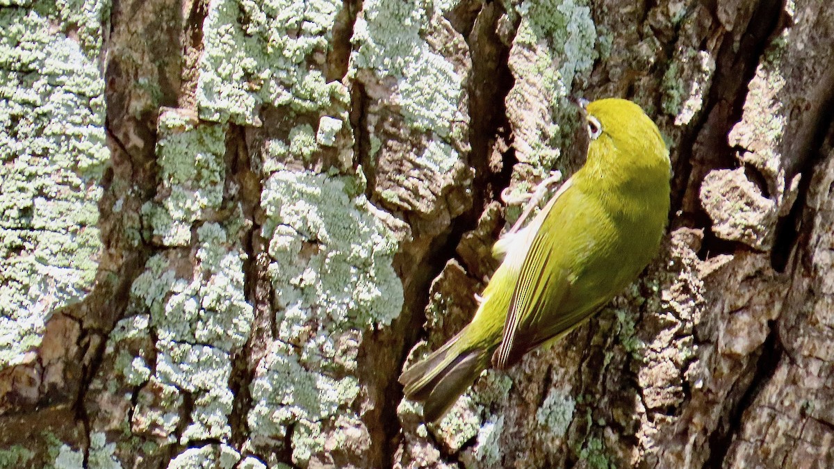 Warbling White-eye - ML638834271