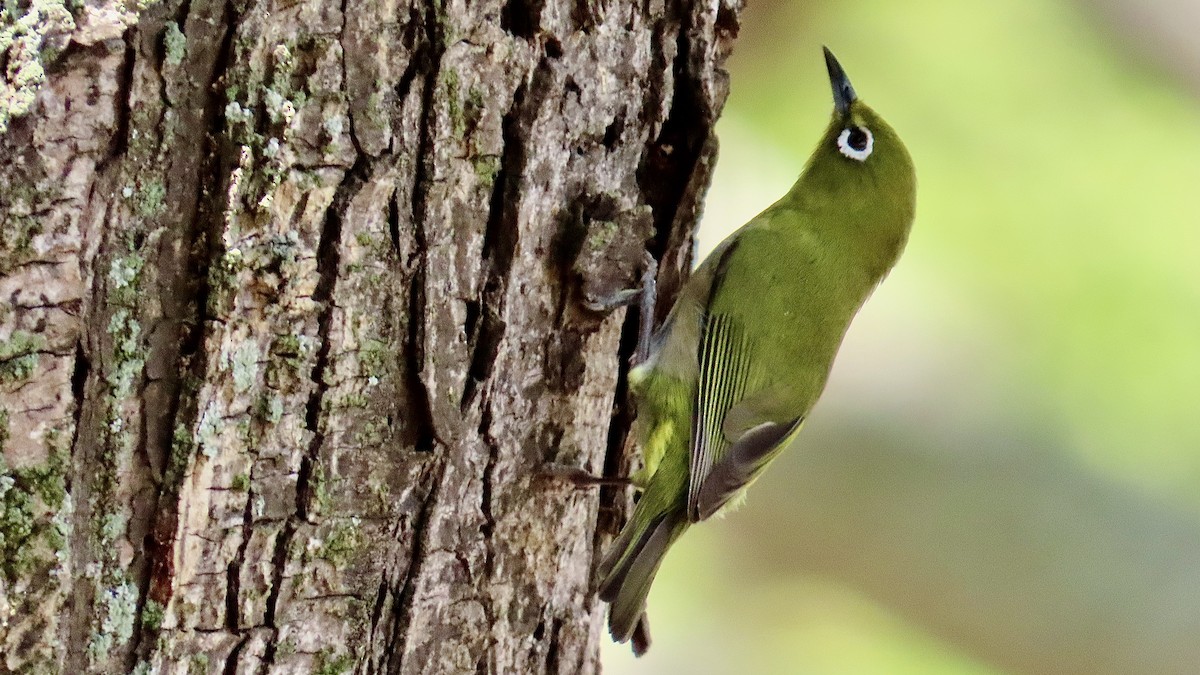 Warbling White-eye - ML638834272