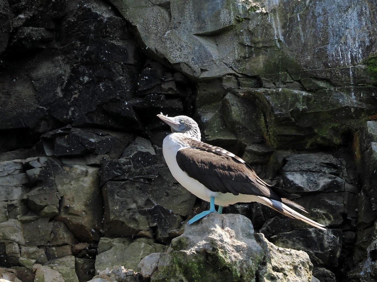 Blue-footed Booby - ML638834289