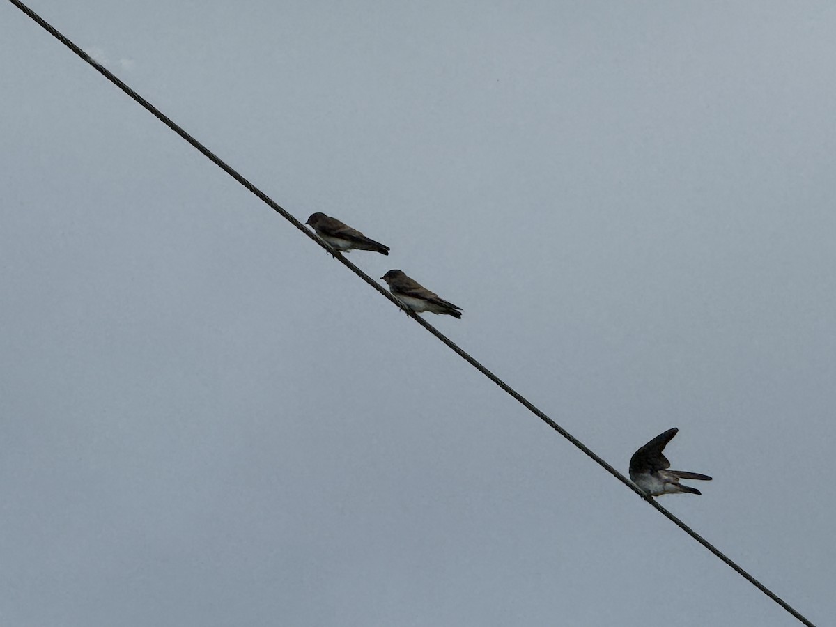 Northern Rough-winged Swallow - ML638834297
