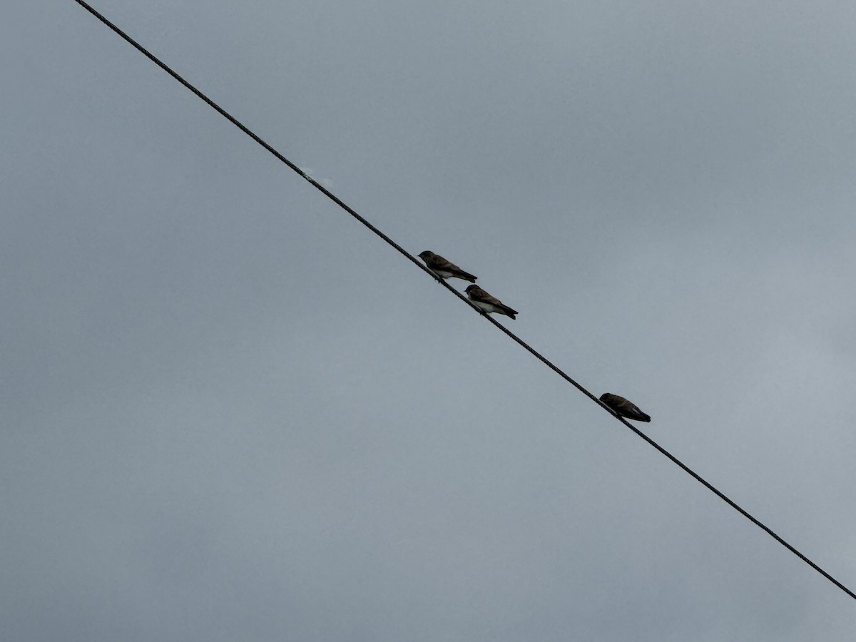 Northern Rough-winged Swallow - ML638834299
