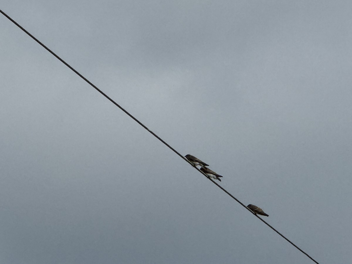 Northern Rough-winged Swallow - ML638834300
