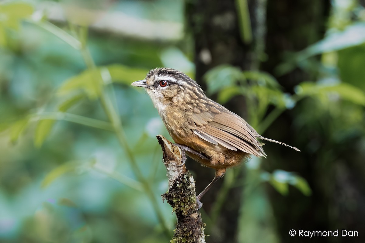 Mountain Wren-Babbler - ML638834302